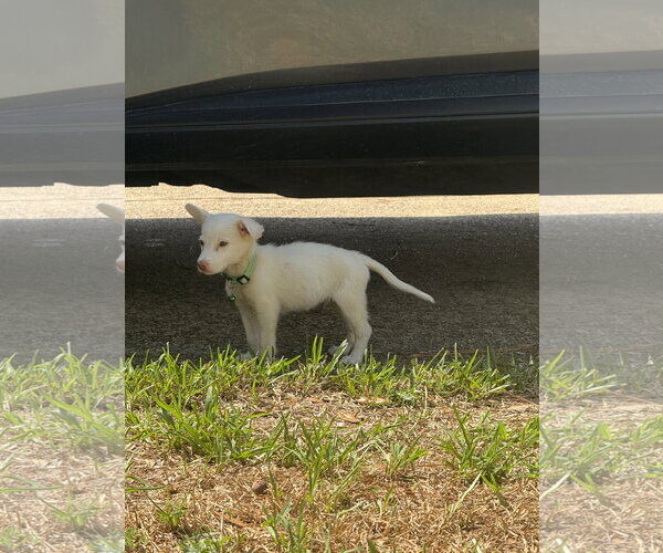 Medium Photo #2 Labrador Retriever-Unknown Mix Puppy For Sale in The Woodlands, TX, USA
