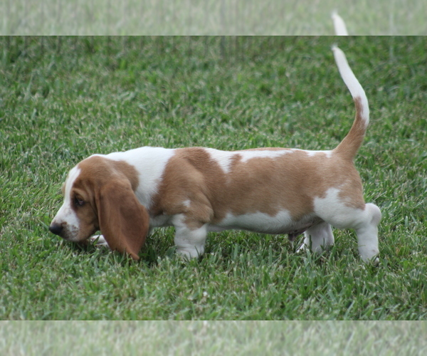 Medium Photo #4 Basset Hound Puppy For Sale in MEMPHIS, MO, USA