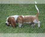 Small #3 Basset Hound