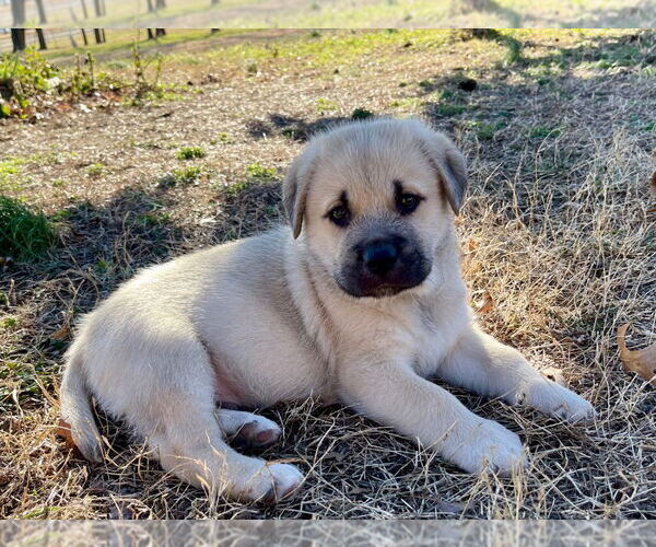 Medium Photo #1 Labrador Retriever-Unknown Mix Puppy For Sale in Claremore, OK, USA