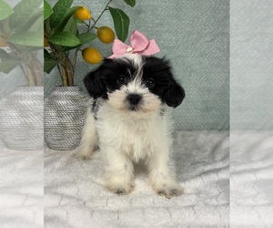 ShihPoo Puppy for sale in FRANKLIN, IN, USA