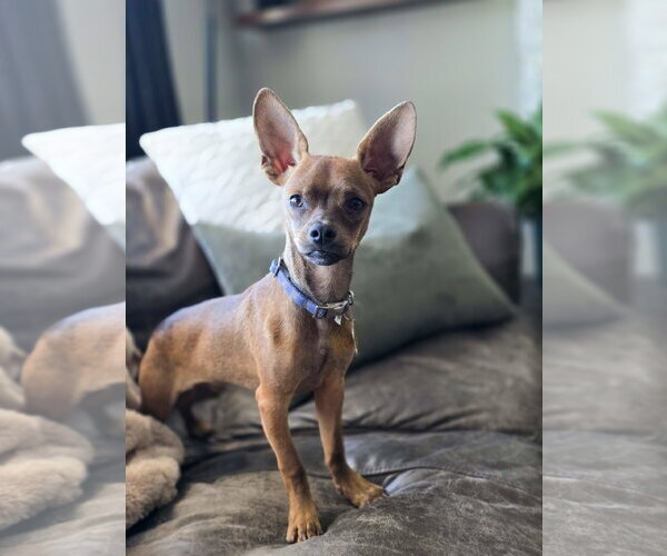 Medium Photo #8 Chihuahua-Unknown Mix Puppy For Sale in Sandy, UT, USA