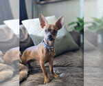 Small #7 Chihuahua Mix