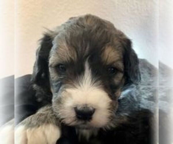 Medium Photo #2 Bernedoodle-Poodle (Standard) Mix Puppy For Sale in CANON CITY, CO, USA
