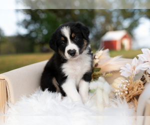 Border Collie Puppy for sale in CONWAY, MO, USA