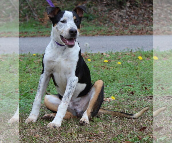 Medium Photo #4 Mutt Puppy For Sale in Prattville, AL, USA