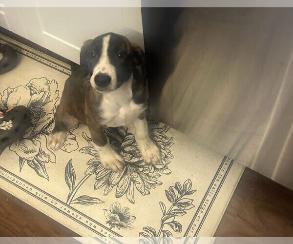 Medium Photo #2 Labrador Retriever-Unknown Mix Puppy For Sale in Chester, VA, USA