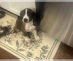 Small #1 Labrador Retriever Mix