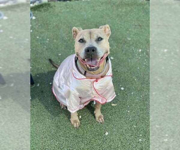 Medium Photo #1 American Pit Bull Terrier Puppy For Sale in Pasadena, TX, USA