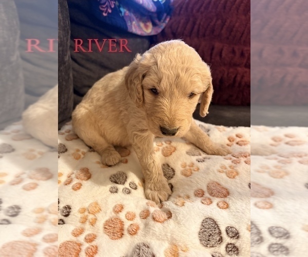 Medium Photo #5 Goldendoodle Puppy For Sale in DENVER, NC, USA