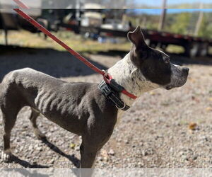 American Pit Bull Terrier Dogs for adoption in Benton, PA, USA