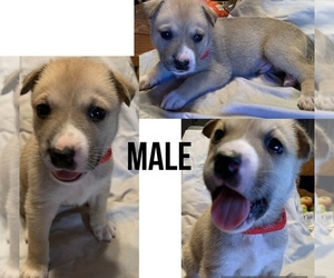 American Pit Bull Terrier-Siberian Husky Mix Puppy for sale in LONG BEACH, CA, USA
