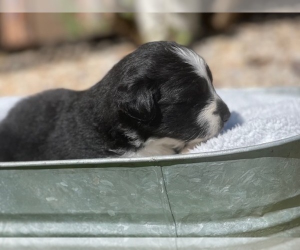 Medium Photo #7 Australian Shepherd Puppy For Sale in YADKINVILLE, NC, USA