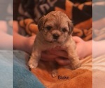 Small Photo #1 Shih Apso-Shih Tzu Mix Puppy For Sale in SCOTTSDALE, AZ, USA