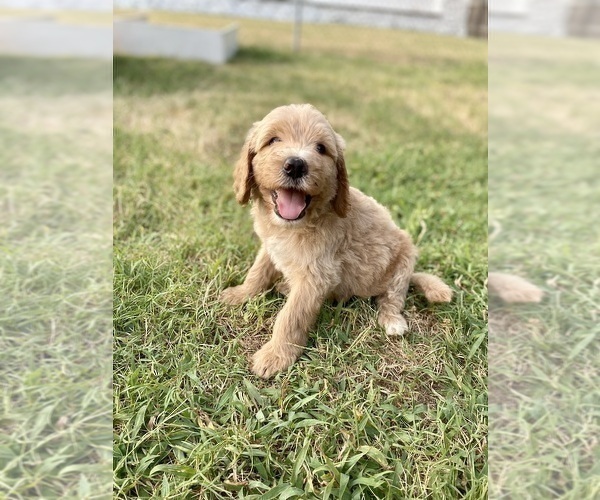 Medium Photo #2 Goldendoodle Puppy For Sale in BRKN ARW, OK, USA