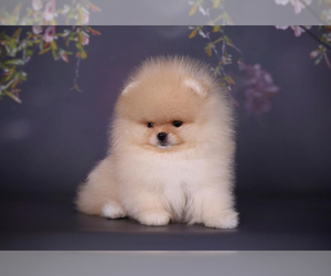 Pomeranian Puppy for sale in ROANOKE, VA, USA