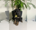 Small Photo #6 German Shepherd Dog Puppy For Sale in GRANDVIEW, MO, USA