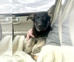 Small #5 German Shepherd Dog
