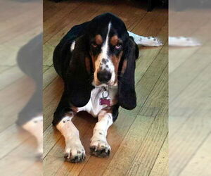 Basset Hound Dogs for adoption in Deepwater, NJ, USA