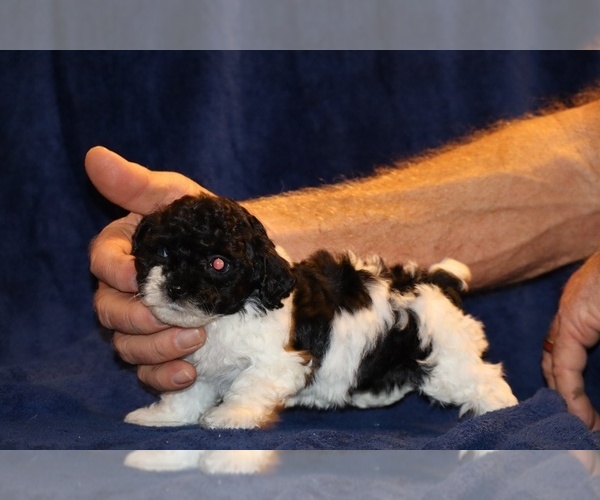 Medium Photo #2 Poodle (Toy) Puppy For Sale in DYERSBURG, TN, USA