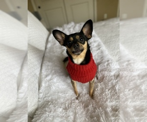 Papillon-Schnauzer (Miniature) Mix Puppy for sale in VANCOUVER, WA, USA