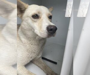 German Shepherd Dog-Siberian Husky Mix Dogs for adoption in Houston, TX, USA