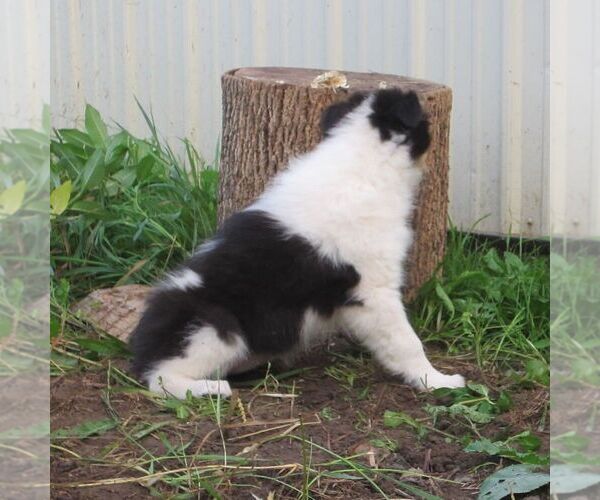 Medium Photo #4 Collie Puppy For Sale in FORT PLAIN, NY, USA