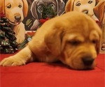 Small Photo #21 Labrador Retriever Puppy For Sale in BUFFALO, NY, USA