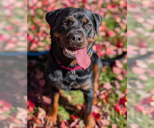 Luna Bear - Female Rottweiler Dog for Adoption - Photo #2
