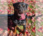 Small Photo #2 Rottweiler Puppy For Sale in Hillsboro, NH, USA