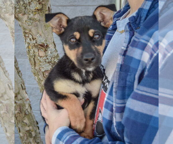 Medium Photo #3 Italian Greyhound-Jack Russell Terrier Mix Puppy For Sale in Huntley, IL, USA