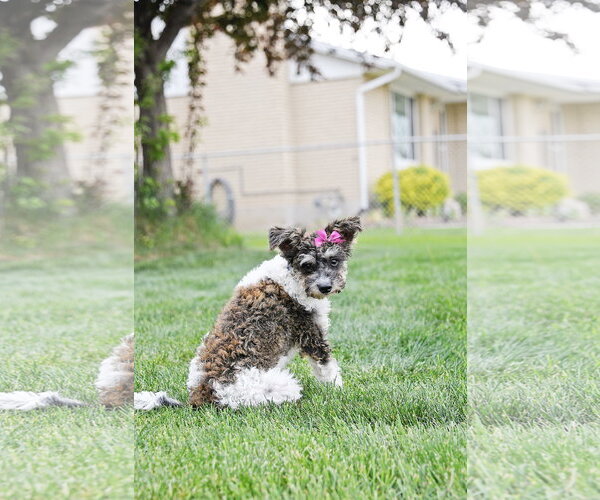 Medium Photo #11 Poodle (Miniature)-Unknown Mix Puppy For Sale in Sandy, UT, USA