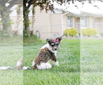 Small #10 Poodle (Miniature) Mix