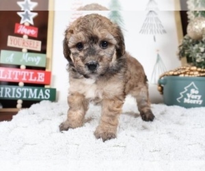 Maltipoo Puppy for sale in LAKE RONKONKOMA, NY, USA
