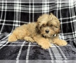 Small #4 Shih-Poo