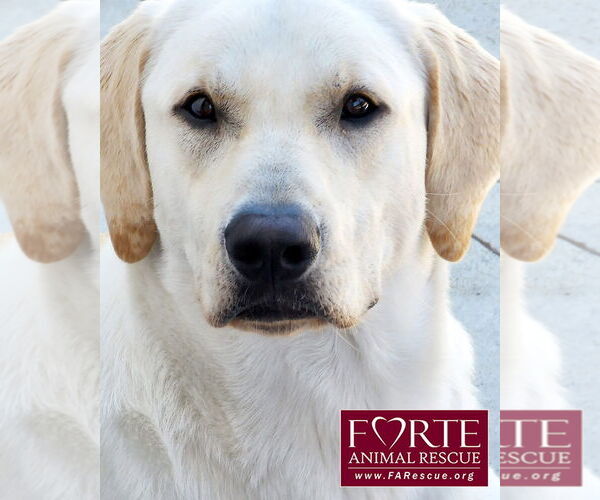 Medium Photo #2 Labrador Retriever Puppy For Sale in Marina del Rey, CA, USA