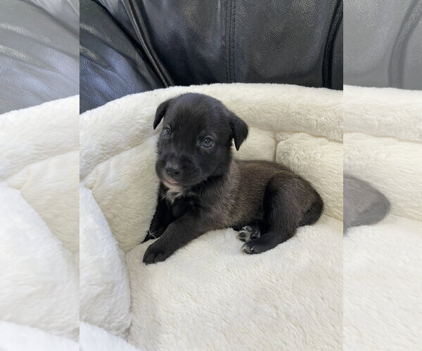 Medium Photo #5 Labrador Retriever-Unknown Mix Puppy For Sale in Derwood, MD, USA