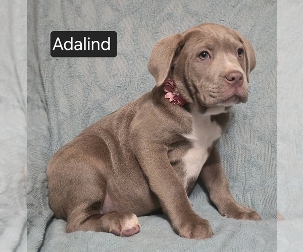 Medium Photo #9 Cane Corso Puppy For Sale in MINERAL WELLS, WV, USA