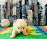 Puppy Puppy 4 Pomeranian