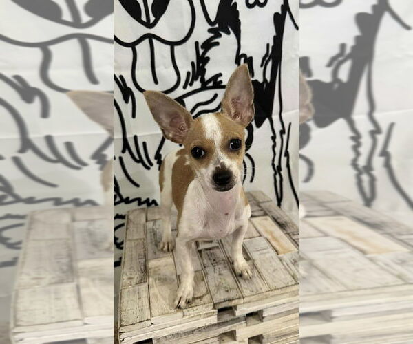 Medium Photo #1 Chihuahua Puppy For Sale in FRAMINGHAM, MA, USA