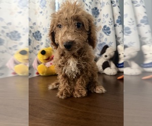 Havapoo Puppy for sale in DURHAM, CT, USA