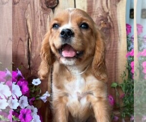 Golden Cavalier Puppy for sale in TUSCOLA, IL, USA