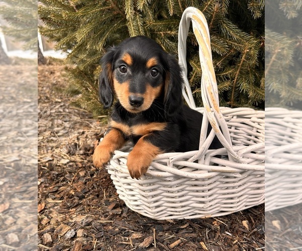 Medium Photo #3 Dachshund Puppy For Sale in MIDDLEBURY, IN, USA