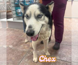Siberian Husky Dogs for adoption in Carrollton, TX, USA