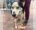 Small Siberian Husky