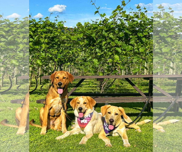Medium Photo #20 Anatolian Shepherd-Labrador Retriever Mix Puppy For Sale in Fultonham, NY, USA