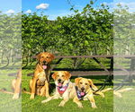 Small #19 Anatolian Shepherd-Labrador Retriever Mix