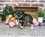 Small #2 Schnauzer (Miniature)