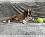 Small #5 Boxer