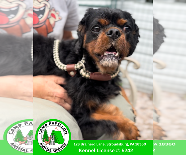 Medium Photo #1 Cavalier King Charles Spaniel Puppy For Sale in Stroudsburg, PA, USA